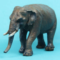 Asian Elephant